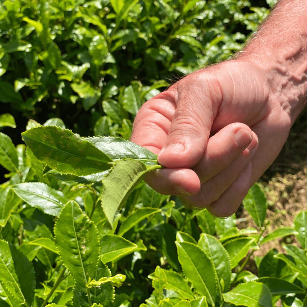 The truth about Tregothnan Tea – from ‘bush to cup’ in 80 seconds