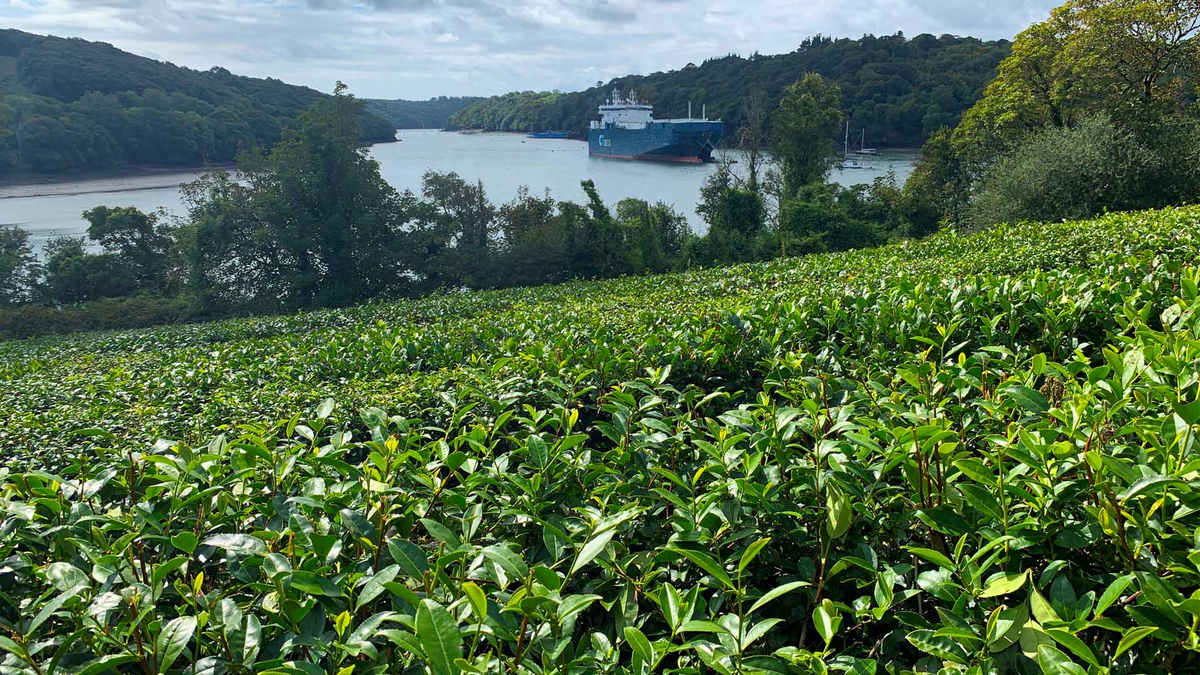 National Tea Day – 1 Week To Go!