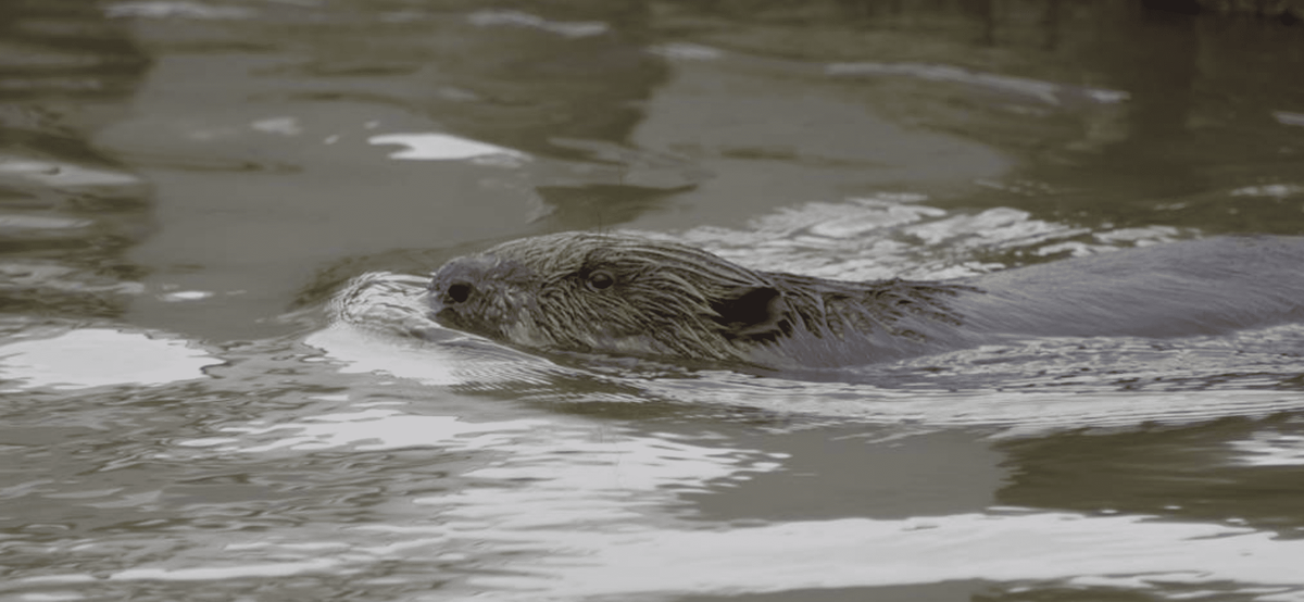 Wild Beaver First
