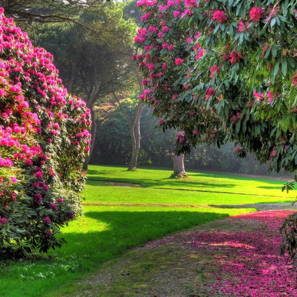 Tregothnan Private Garden Opening 2027