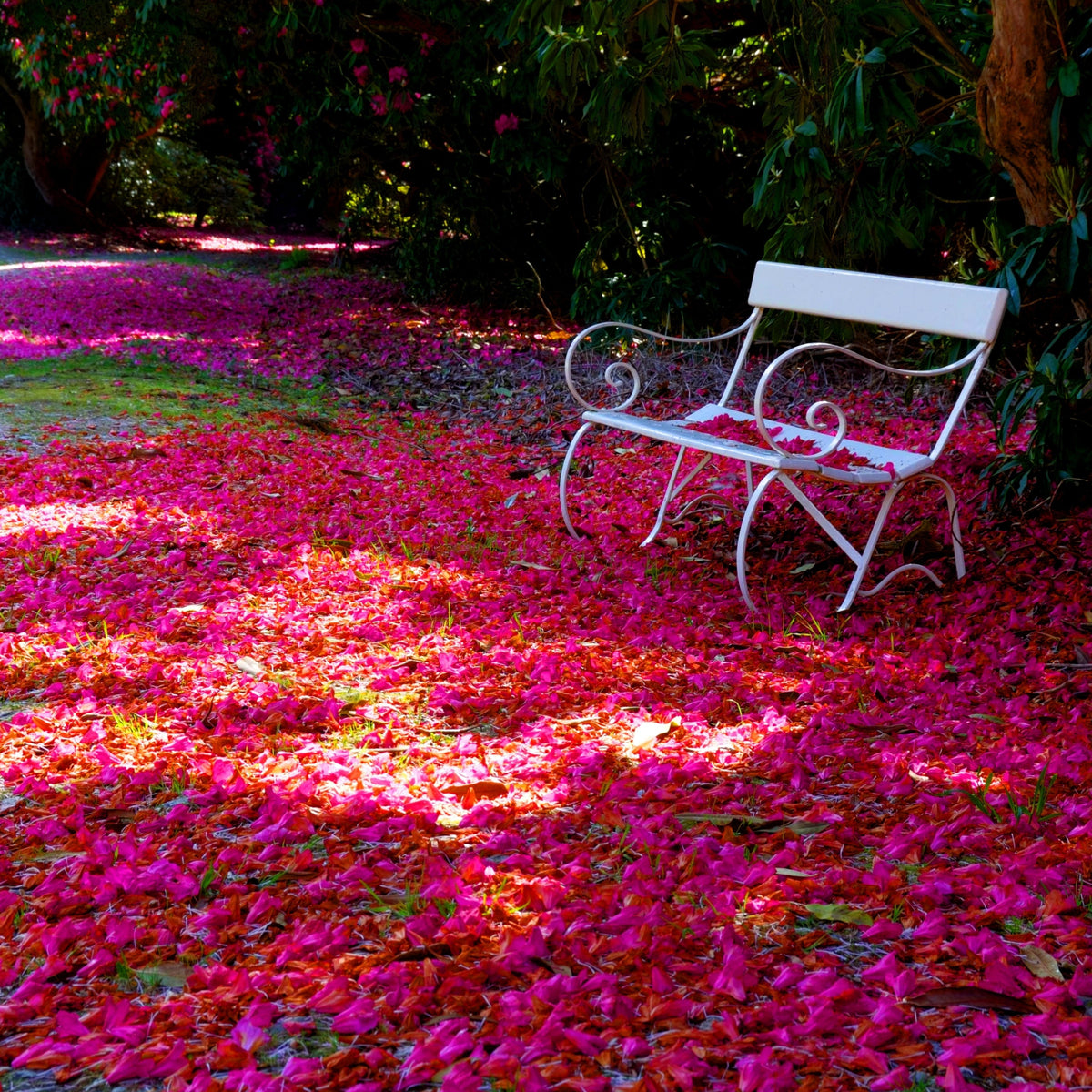 Tregothnan Private Garden Opening 2027