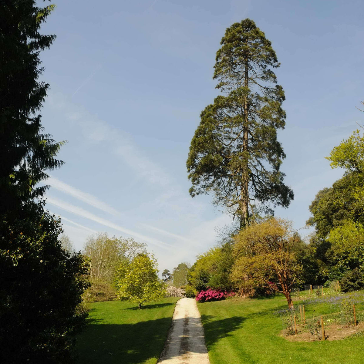Tregothnan Private Garden Opening 2027