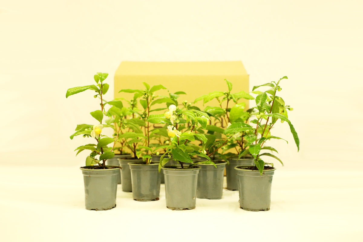 12 Tea Bushes Gift Set