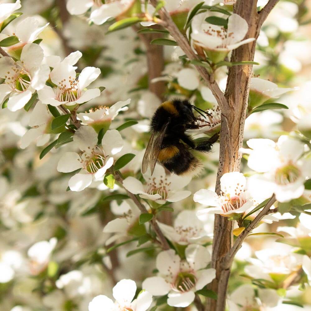 Manuka Plant - Leptospermum Scoparium and Care Notes