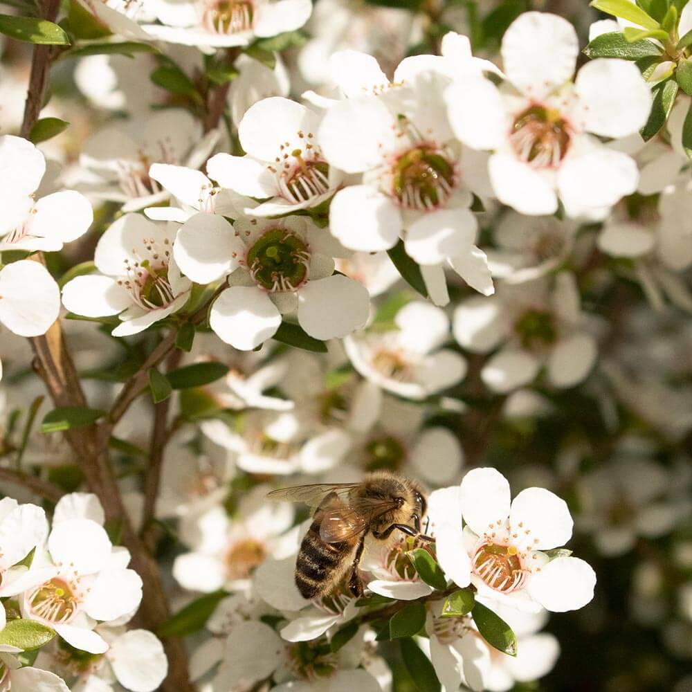 The Manuka Gift Collection