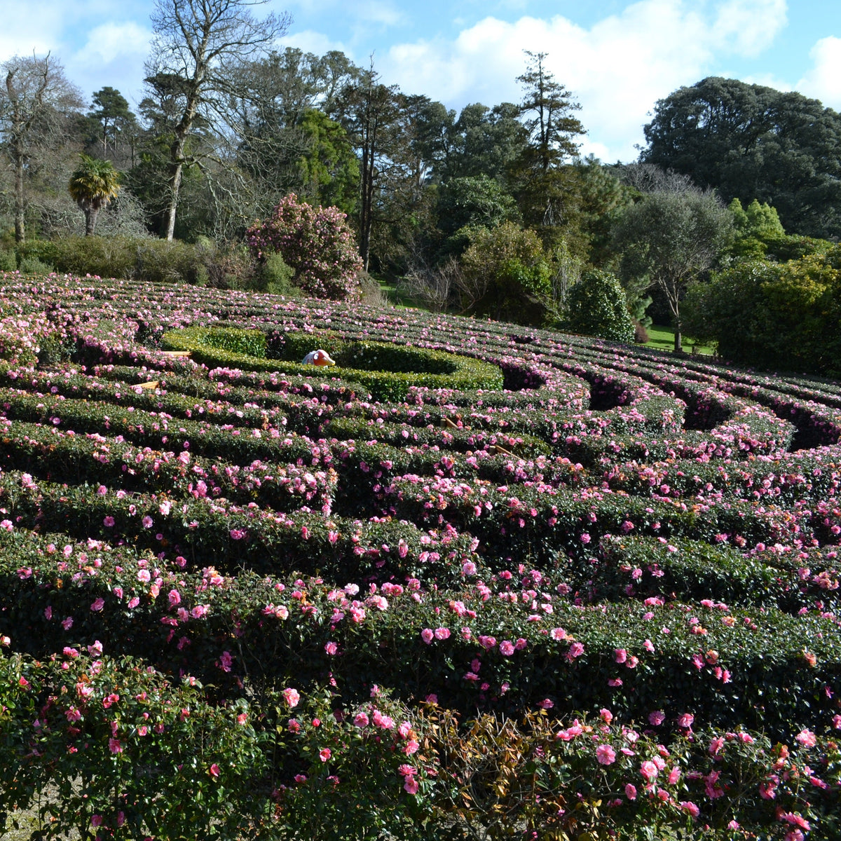 Tregothnan Private Garden Opening 2027