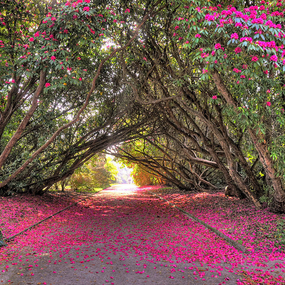 Tregothnan Private Garden Opening 2027