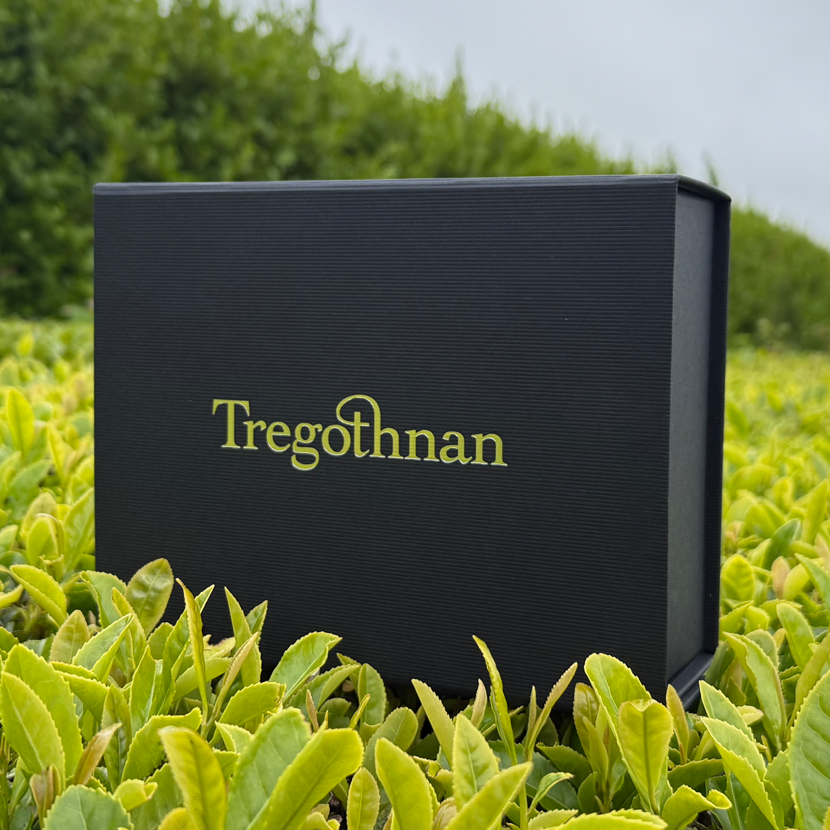 Tregothnan Black Gift Box