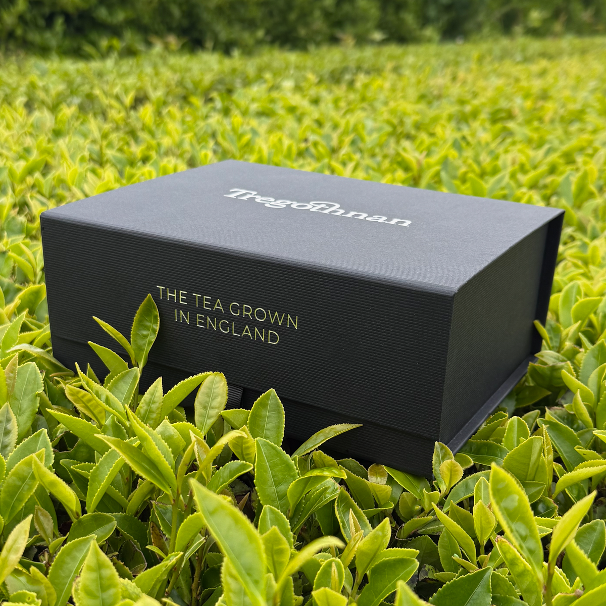 Tregothnan Black Gift Box