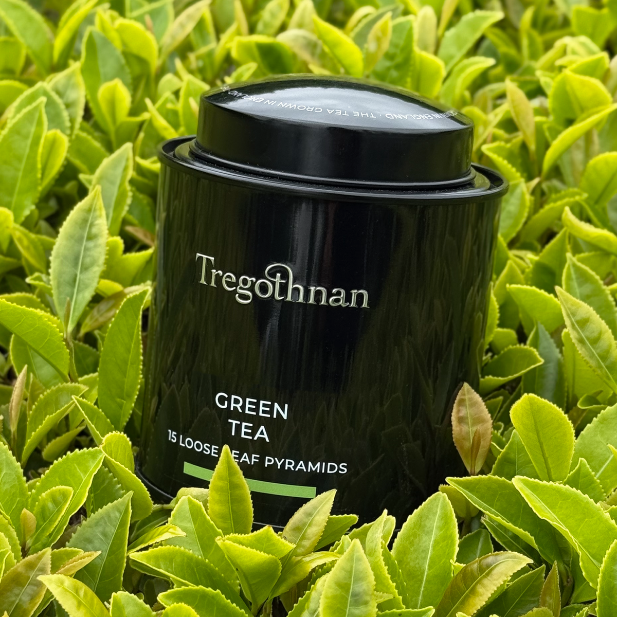 Tregothnan Green Tea Tin - 15 Loose Leaf Pyramid Bags