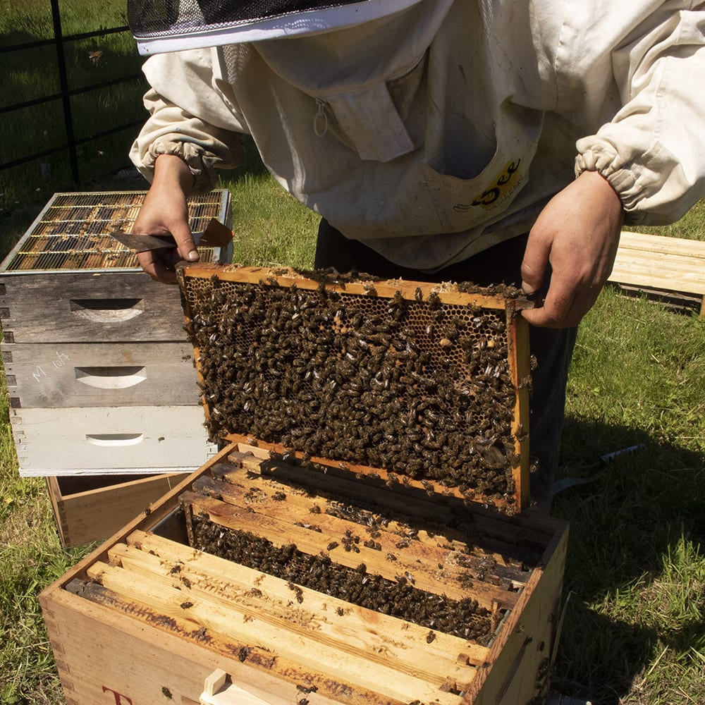 Cornish Honey (Estate Floral) -113g