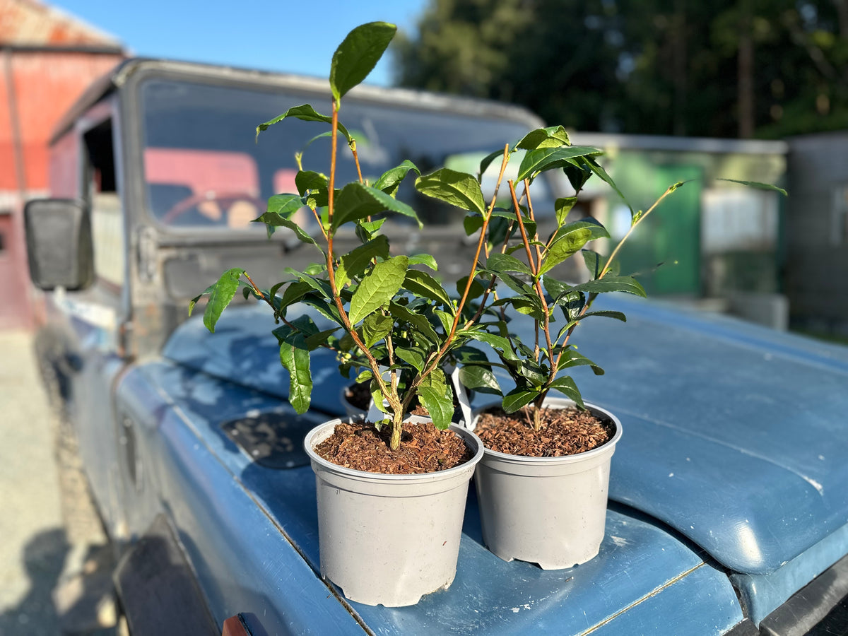 Tea Bush and Care Notes Gift Set