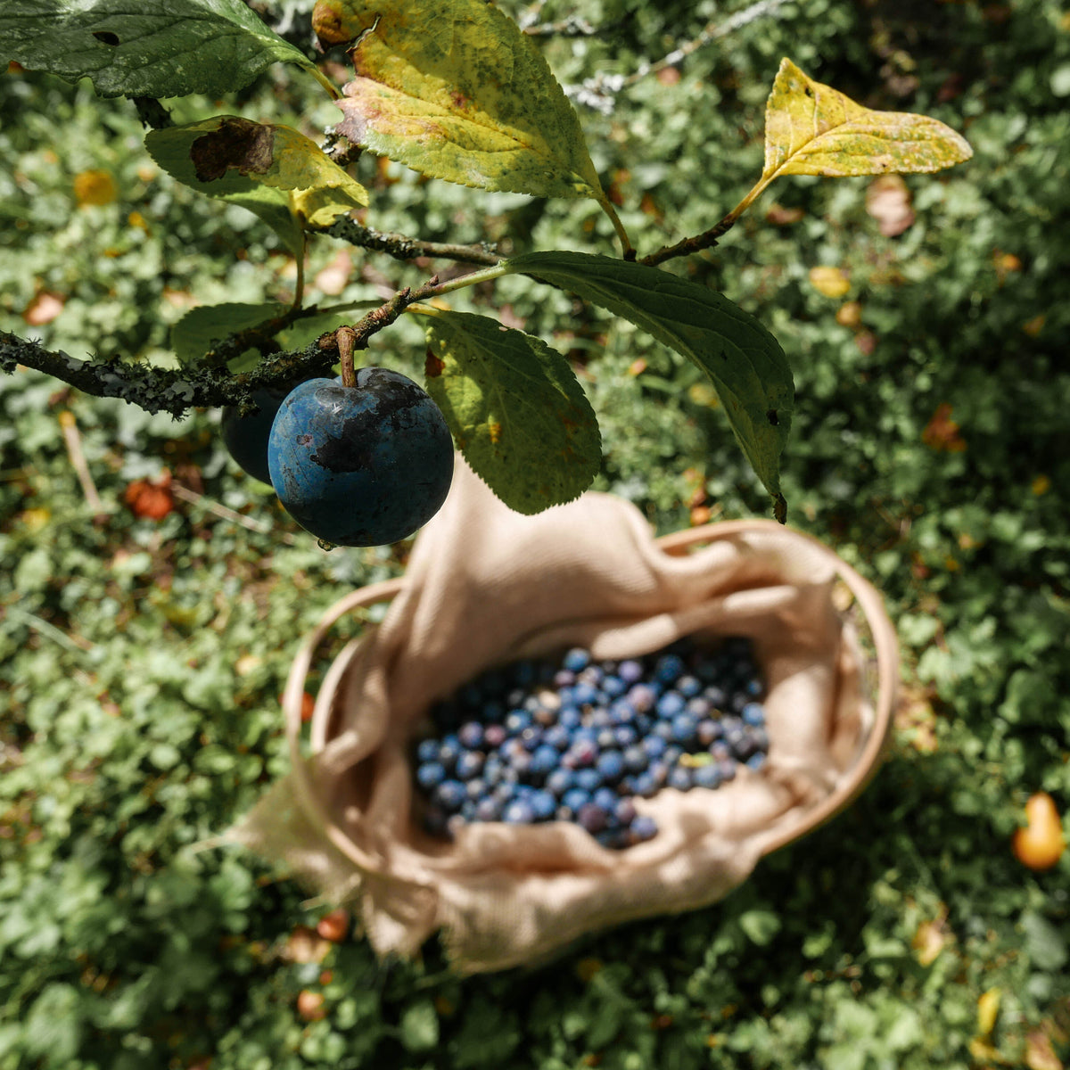 Ticket for Kea Plums Picking