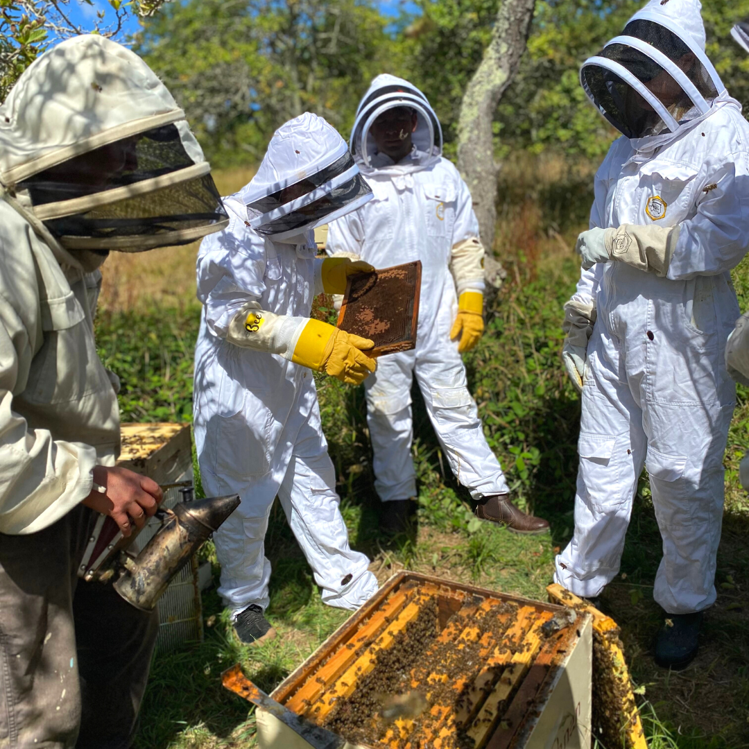 Beekeeping Experience - Half day ‘Peek Inside a hive’