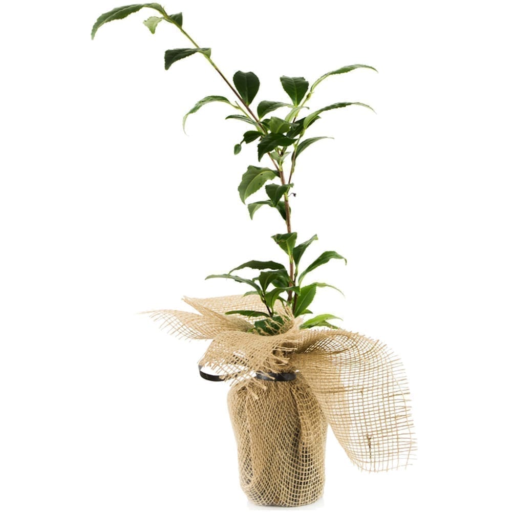 Tea Bush and Care Notes Gift Set