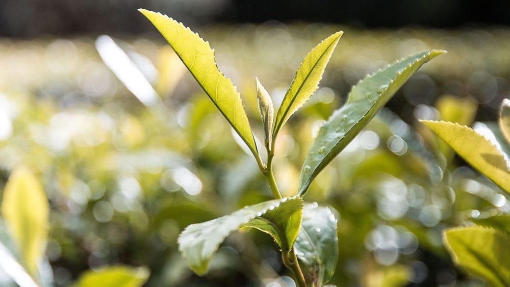 Sencha Oolong - 7g Loose Tea