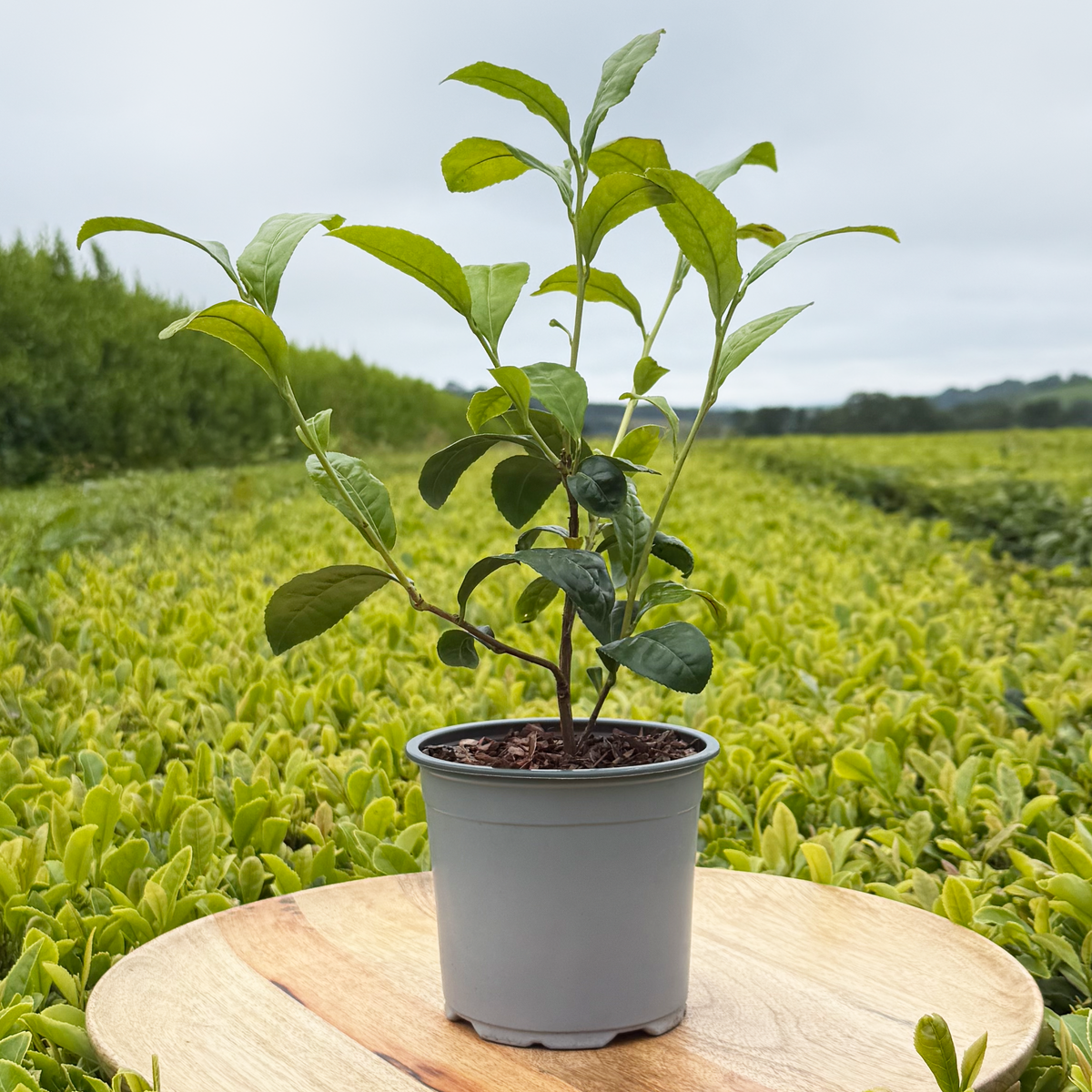 Tea Bush and Care Notes Gift Set