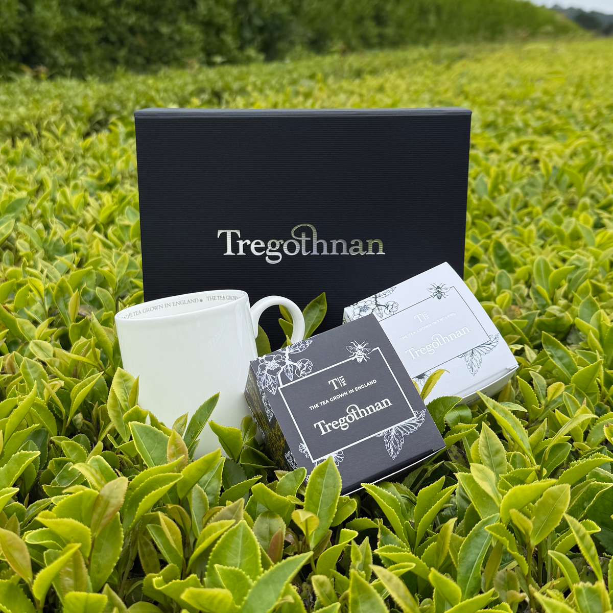 English Tea Taster Box