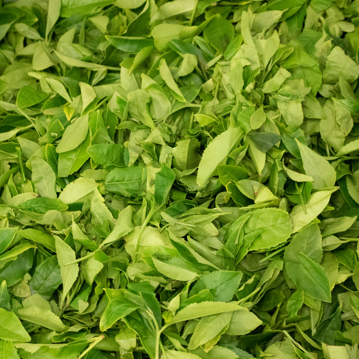 Fresh Tea Leaves and Buds - 12.5g